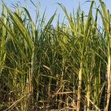ripe sugar cane