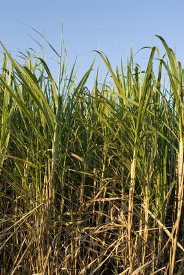 ripe sugar cane