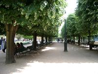 paris trees