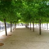 paris trees