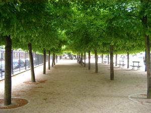 paris trees