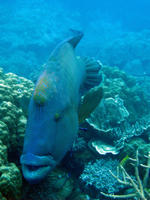 wrasse and remora