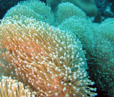 coral polyps macro