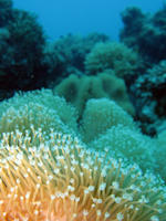 elephants ear coral