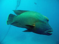 humphead wrasse