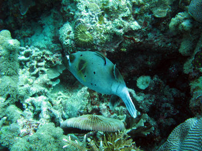 reef fish and corals