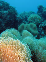 coral polyps