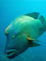 humphead wrasse