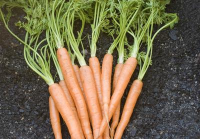 harvested carrots