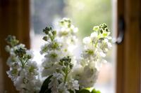 white flowers