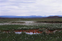 icelandic flax