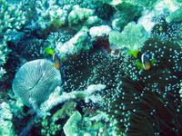 Clown Fish hiding in an Anemone