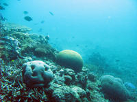 Boulder Corals