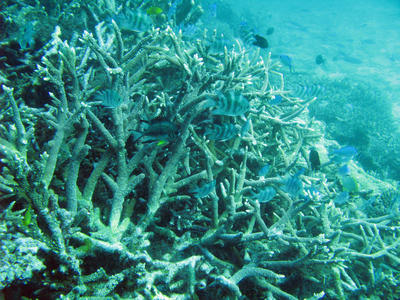 Stag Horn Coral and Sheltering Fish