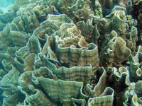 Cabbage coral structure