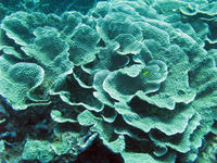 Cabbage Corals