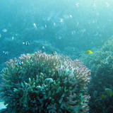 Finger Coral and Fish