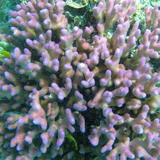 Pink Finger Coral Closeup