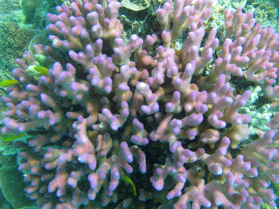 Pink Finger Coral Closeup