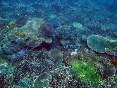 Plate Coral Display