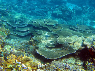 Plate Coral Formations