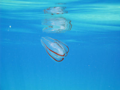 Ctenophore Comb Jellyfish