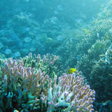 Pink Finger Coral and Fish