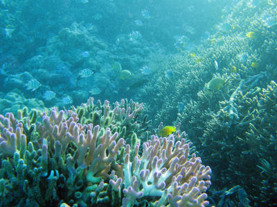 Pink Finger Coral and Fish
