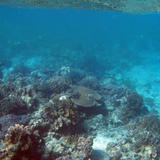 Coral Snorkeling