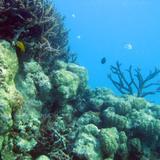Staghorn Corals