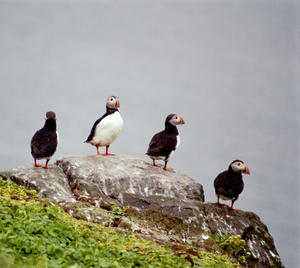 puffins