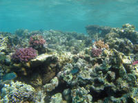 Underwater Garden