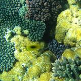 Vivid Coral Colours