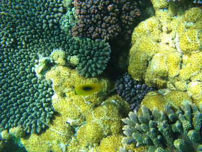 Vivid Coral Colours