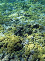 Coral Growth Pattern