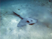 cow tailed stingray