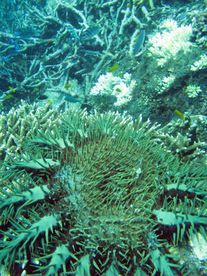 Bleaching Coral Reef