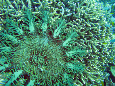 Crown of Thorns Star fish