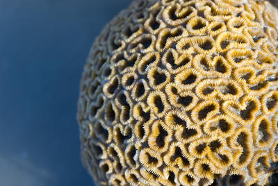 Brain coral formation