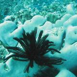 Feather Sea Star Crinoidea
