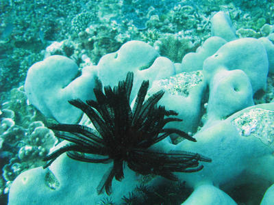 Feather Sea Star Crinoidea