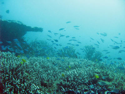 Reef Fish and Corals Oceanscape