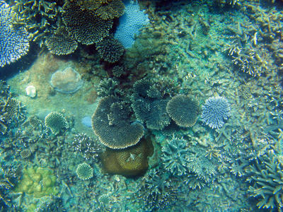 Plate Coral from above