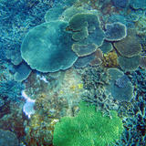 Vibrant Plate Corals