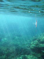 Small Jellyfish underwater