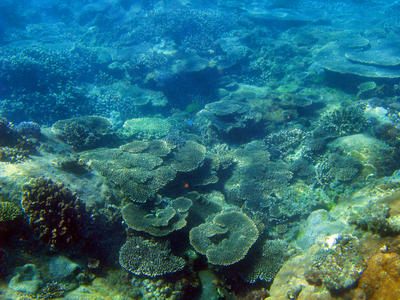 Coral Reef Colors