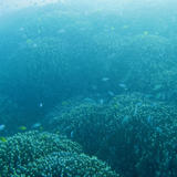 Underwater Lansdscape