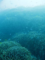 Underwater Lansdscape