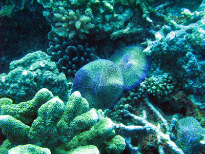 Blue Mushroom Corals