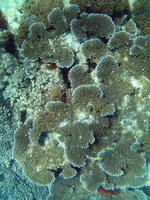 Coral Formation